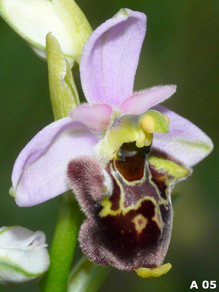 Ophrys dinarica (=Ophrys personata)  in Abruzzo